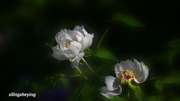 摄影图片 美丽白牡丹——景山公园