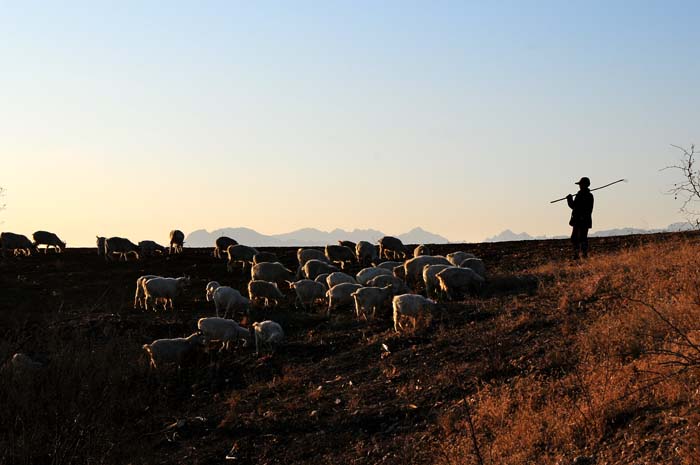 摄影图片 水库边上的放羊人(1)