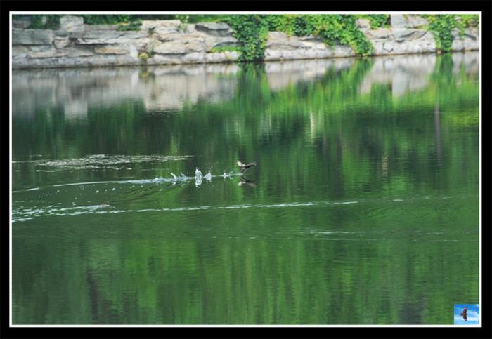 摄影图片 湖上的野鸭从水面飞起（颐和园  6.9）