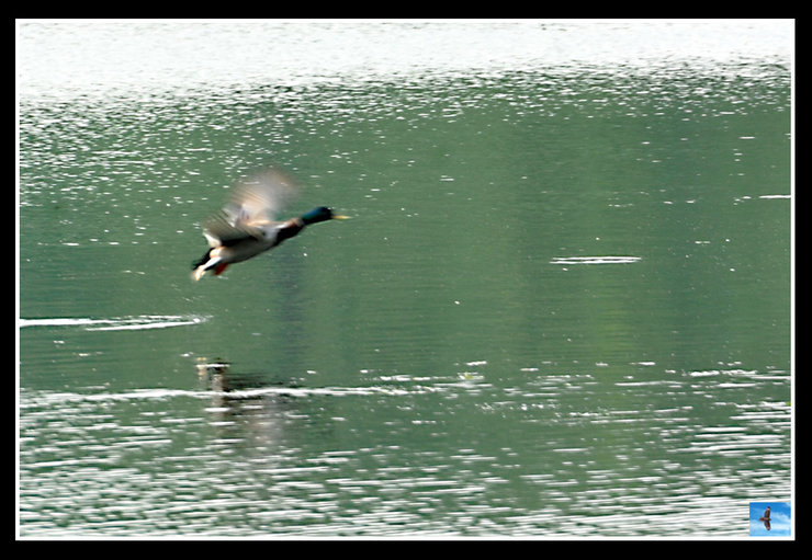 摄影图片 湖上的野鸭从水面飞起（颐和园  6.9）