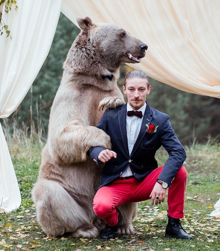 俄罗斯情侣结婚 邀请棕熊当“证婚人”