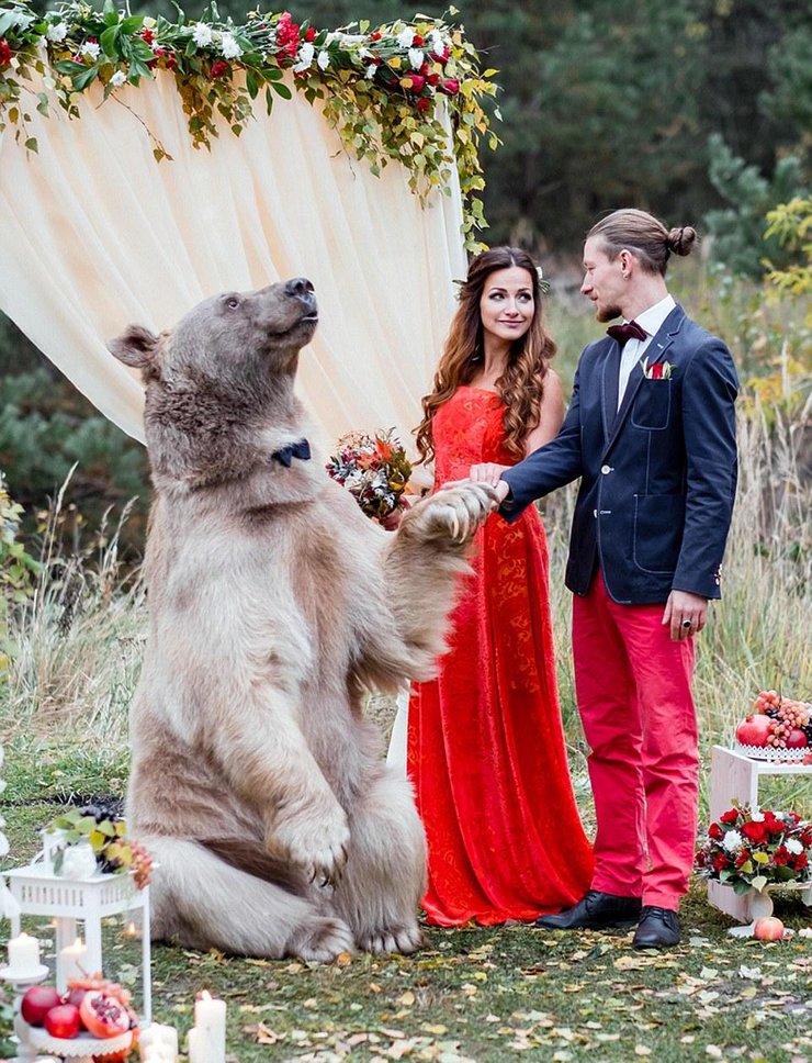 俄罗斯情侣结婚 邀请棕熊当“证婚人”