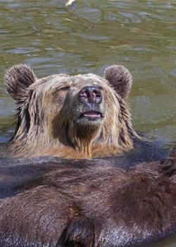匈牙利棕熊四脚朝天惬意享受日光浴