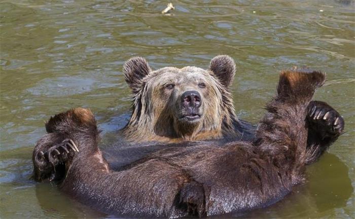 匈牙利棕熊四脚朝天惬意享受日光浴