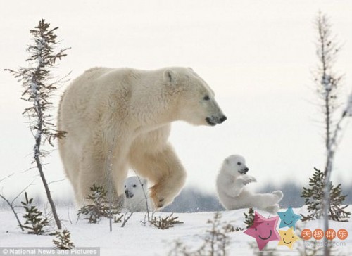 摄影师捕捉北极熊母子雪地赶路精彩瞬间