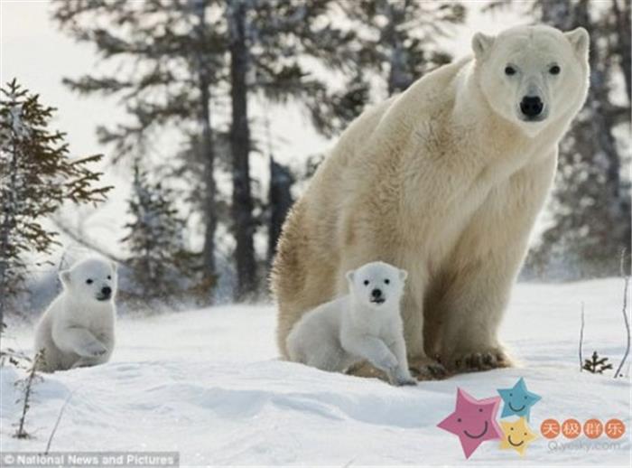 摄影师捕捉北极熊母子雪地赶路精彩瞬间