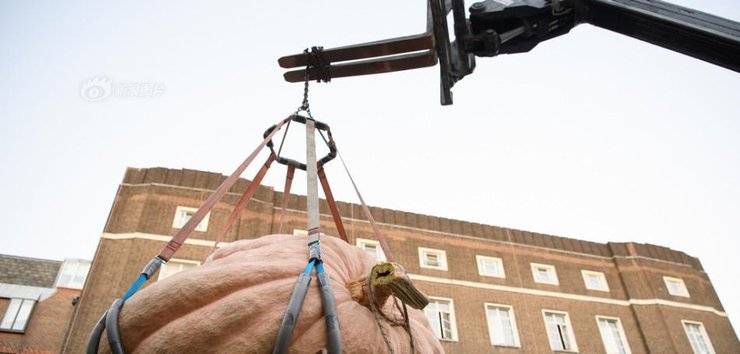 伦敦丰收节将至 556公斤重南瓜亮相