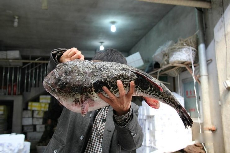 海鲜市场现罕见巨无霸河豚 单体重量14斤