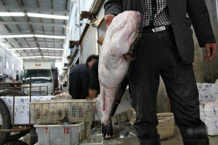 海鲜市场现罕见巨无霸河豚 单体重量14斤