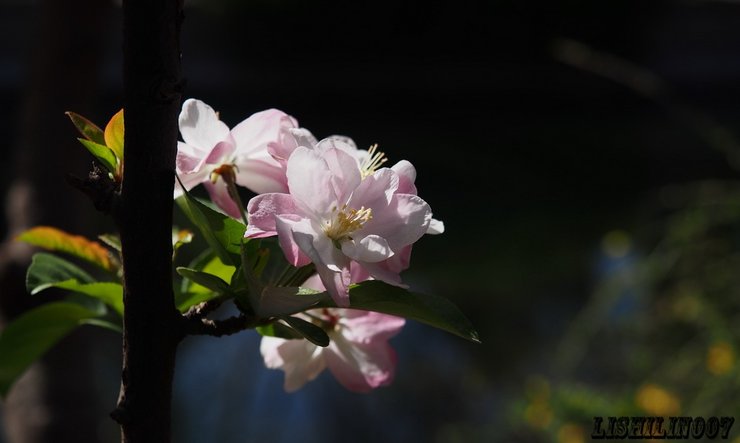 摄影图片海棠花溪真美