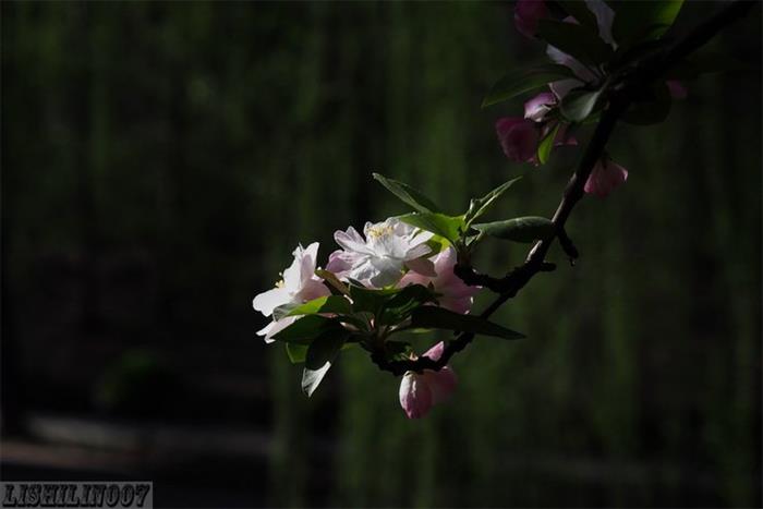 摄影图片海棠花溪真美