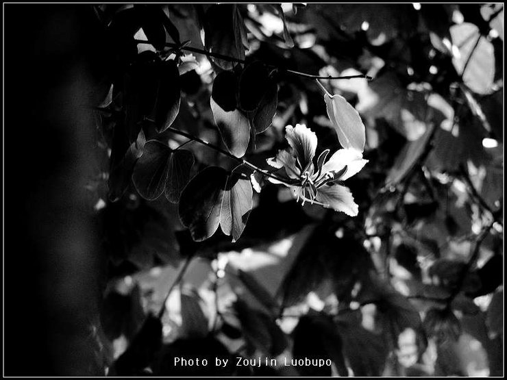 摄影图片紫荆花开黑白