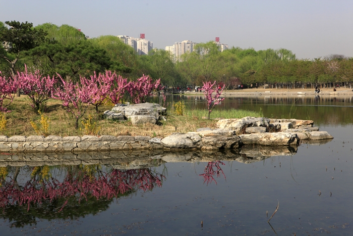 摄影图片 玉渊潭公园美丽的樱花节