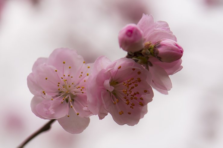 摄影图片随拍盛开的桃花