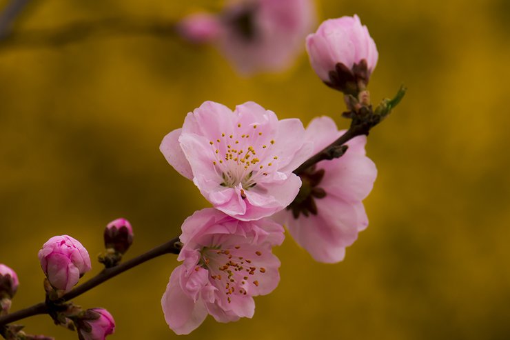 摄影图片随拍盛开的桃花