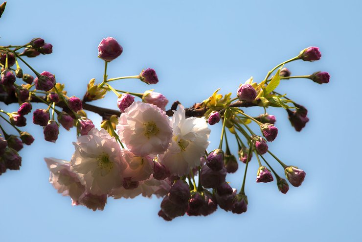 摄影图片樱花挂满枝头