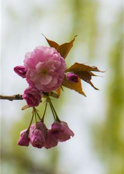 摄影图片樱花挂满枝头