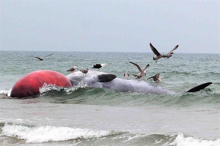 20吨重鲸鱼搁浅爱尔兰岛海滩