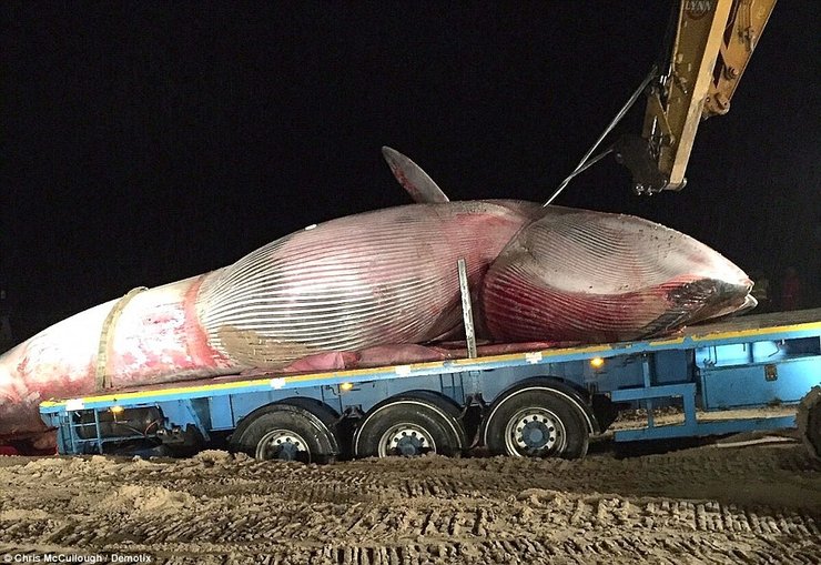 20吨重鲸鱼搁浅爱尔兰岛海滩