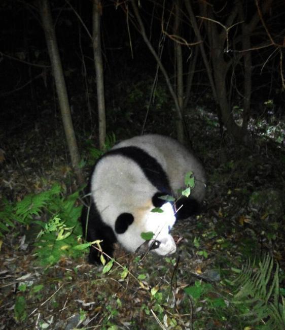野生大熊猫误入水电站落水 3小时成功救援