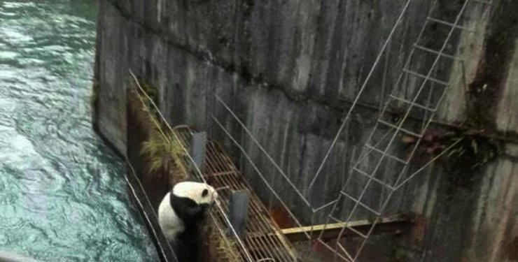 野生大熊猫误入水电站落水 3小时成功救援